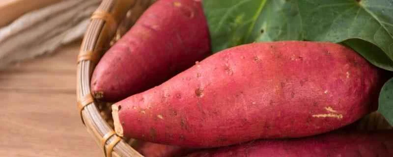 ダイエットのために夜に食べるのに最適なものは何ですか？これらは必須の食品です。