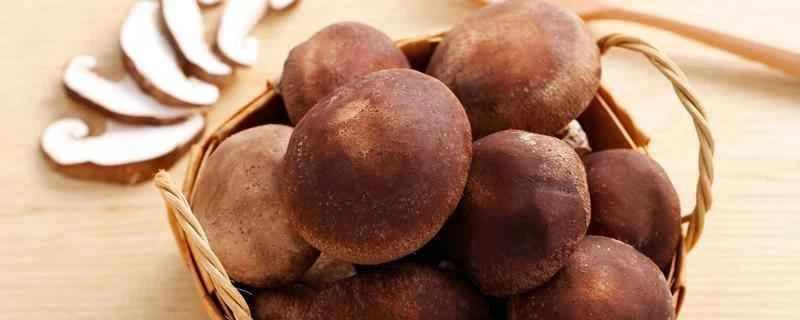 キノコを食べると太りますか？キノコを食べることのメリットは何ですか？