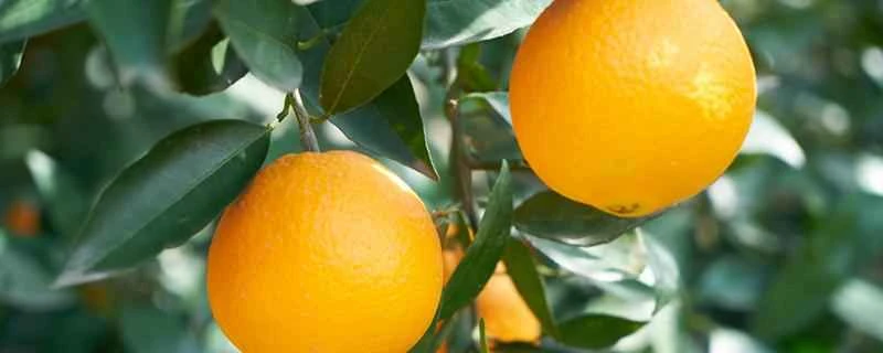 オレンジを食べると太りますか？オレンジ1個には何カロリーありますか？