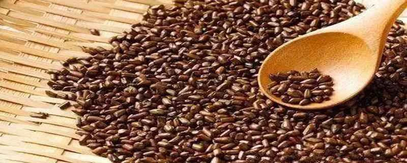 カシアシードティーを飲んでダイエットしても大丈夫ですか？カシアシードはダイエットにどれくらい効果がありますか？